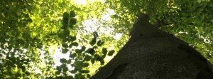 Yoga-Literatur - Liste für die Yogalehrerausbildung und Zusammenfassungen einzelner Yoga-Bücher